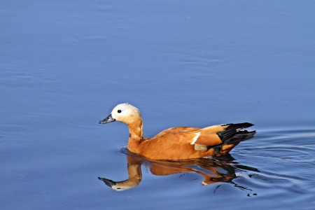 Pato-ferrugíneo(Tadorna ferruginea)